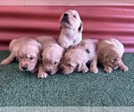 Small #7 English Cream Golden Retriever