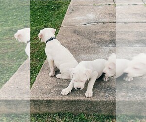 Dogo Argentino Puppy for sale in PHILADELPHIA, PA, USA