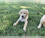 Small Photo #4 Golden Retriever Puppy For Sale in FREDONIA, KS, USA