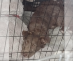 Small #3 Mutt