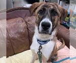 Small #2 Anatolian Shepherd Mix