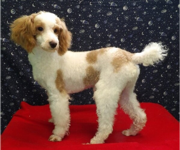 Medium Photo #1 Poodle (Toy) Puppy For Sale in PATERSON, NJ, USA