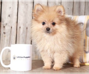 Pomeranian Puppy for sale in MOUNT VERNON, OH, USA