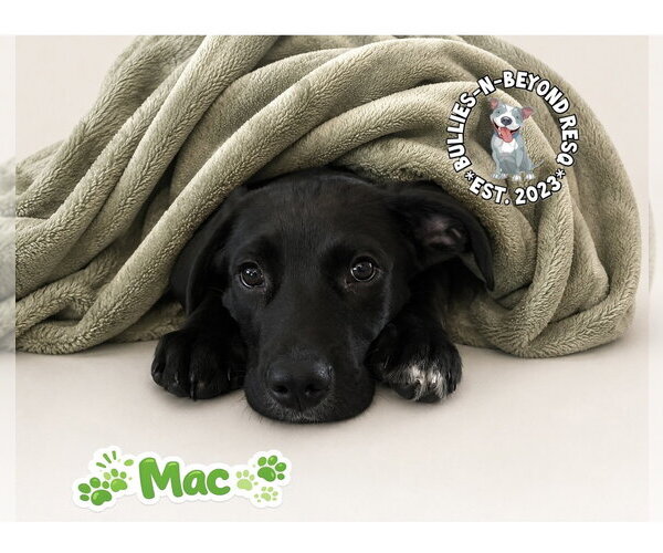 Medium Photo #5 Mutt Puppy For Sale in Omaha, NE, USA