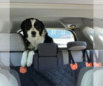 Small #6 Border Collie Mix