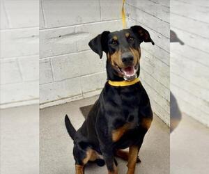 Doberman Pinscher Dogs for adoption in San Bernardino, CA, USA