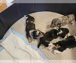 Dachshund Puppy for sale in NAPLES, FL, USA