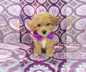 Bichpoo Puppy for sale in LANCASTER, PA, USA