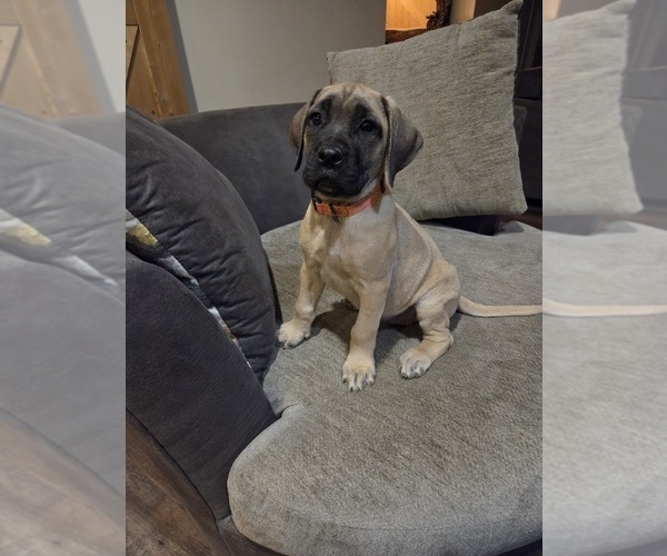 Medium Photo #5 Mastiff Puppy For Sale in WALNUT COVE, NC, USA