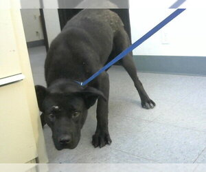 Labrador Retriever-Unknown Mix Dogs for adoption in Big Bear City, CA, USA