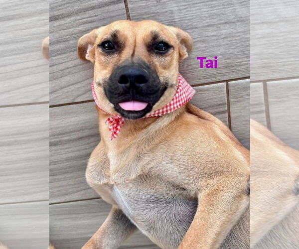 Medium Photo #2 Mutt Puppy For Sale in Jefferson, NJ, USA