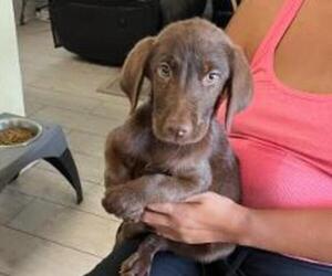 Labrador Retriever Puppy for sale in RIVERVIEW, FL, USA
