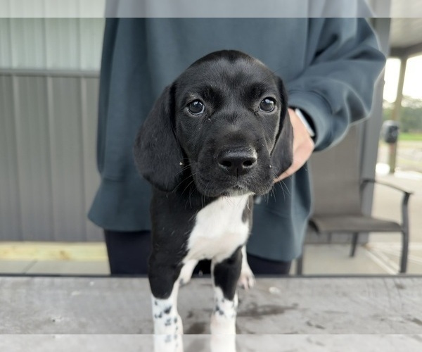 Medium Photo #9 German Shorthaired Pointer Puppy For Sale in XENIA, OH, USA