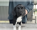 Litter of 5 - Male German Shorthaired PointerLitter of Puppies for Sale - Photo #9