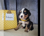 Small Photo #3 Bernese Mountain Dog-Cavalier King Charles Spaniel Mix Puppy For Sale in CUBA CITY, WI, USA