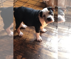 Olde English Bulldogge Puppy for sale in BEECH GROVE, IN, USA