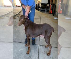 Doberman Pinscher Dogs for adoption in Berkeley , CA, USA