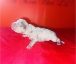 Small #2 American Bully