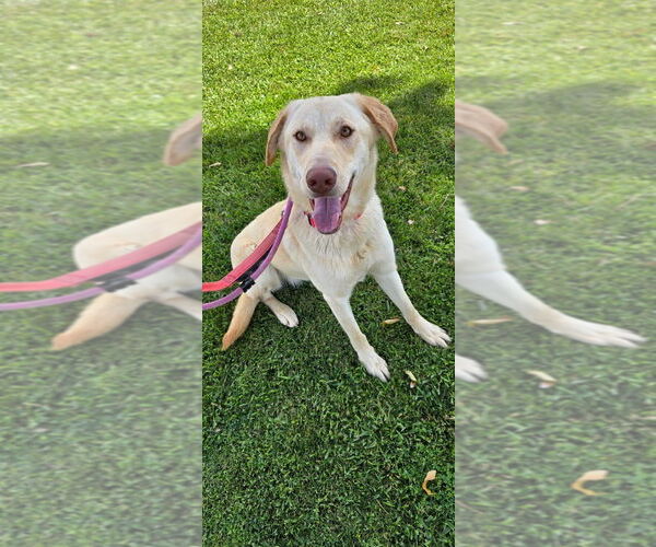 Medium Photo #2 Labrador Retriever Puppy For Sale in Newport Beach, CA, USA