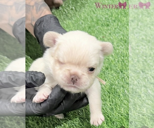 Medium Photo #17 French Bulldog Puppy For Sale in PORTSMOUTH, VA, USA
