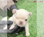 Puppy Winter French Bulldog