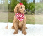 Small Photo #13 Goldendoodle Puppy For Sale in FROSTPROOF, FL, USA