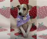 Small #3 Jack Russell Terrier Mix