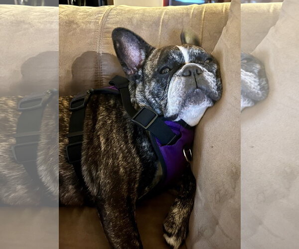 Medium Photo #2 French Bulldog Puppy For Sale in Boca Raton, FL, USA