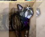 Small #1 French Bulldog
