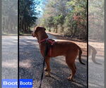 Small #4 Redbone Coonhound-Rhodesian Ridgeback Mix