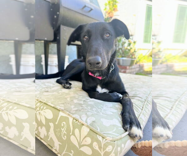 Medium Photo #4 Labrador Retriever-Unknown Mix Puppy For Sale in San Diego, CA, USA