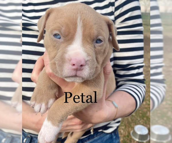 Medium Photo #1 Bulldog-Unknown Mix Puppy For Sale in Brooklyn Center, MN, USA