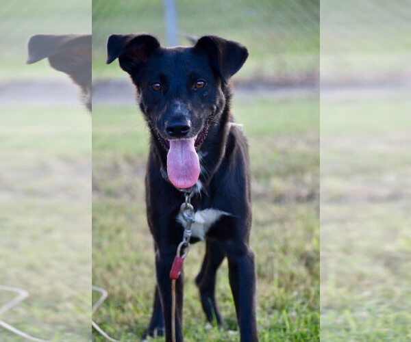 Medium Photo #1 Labrador Retriever-Unknown Mix Puppy For Sale in Unionville, PA, USA