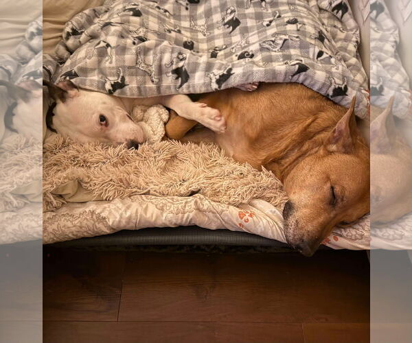 Medium Photo #22 American Pit Bull Terrier-Unknown Mix Puppy For Sale in Derwood, MD, USA
