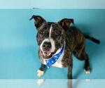 Small #1 American Pit Bull Terrier Mix