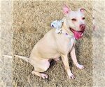 Small Photo #1 American Staffordshire Terrier-Weimaraner Mix Puppy For Sale in Denton, TX, USA