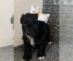 Poodle (Toy)-Yorkshire Terrier Mix Puppy for sale in ORO VALLEY, AZ, USA