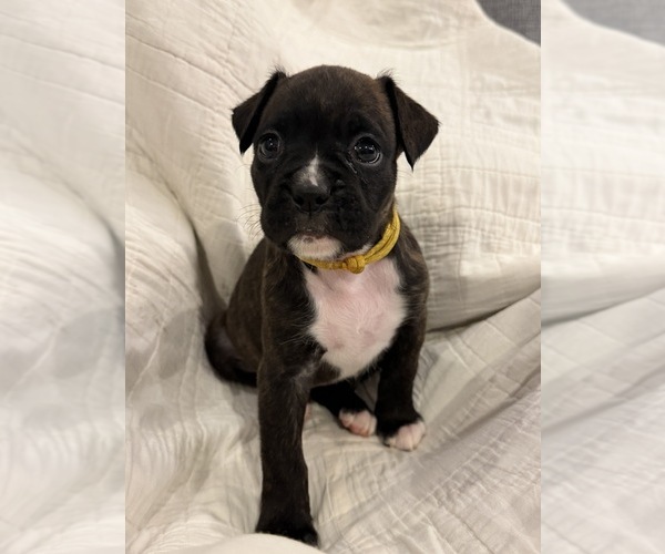 Medium Photo #1 Boxer Puppy For Sale in BRUSH CREEK, TN, USA