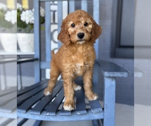 Goldendoodle Puppy for sale in FRANKLIN, IN, USA
