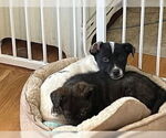 Small #1 Border Collie-Pointer Mix