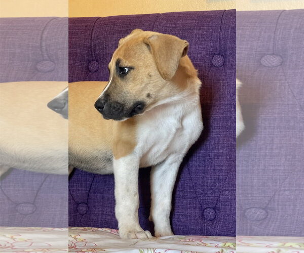 Medium Photo #2 Labrador Retriever-Unknown Mix Puppy For Sale in Rockaway, NJ, USA