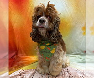 Hazel - Female Cocker Spaniel Dog for Adoption - Photo #5