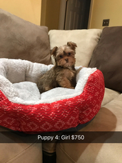 Shorkie Tzu Puppy for sale in MONTGOMERY, AL, USA