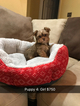 Small Photo #1 Shorkie Tzu Puppy For Sale in MONTGOMERY, AL, USA