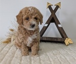 Puppy Mya Goldendoodle (Miniature)