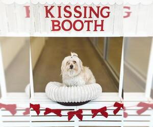 Maltese Dogs for adoption in West Valley, UT, USA