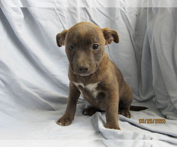 Medium Photo #5 Mutt Puppy For Sale in Conroe, TX, USA