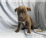 Small #4 Mutt