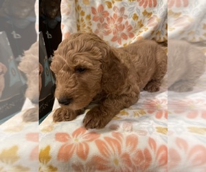 Aussiedoodle Miniature -Poodle (Miniature) Mix Puppy for sale in TROUTMAN, NC, USA
