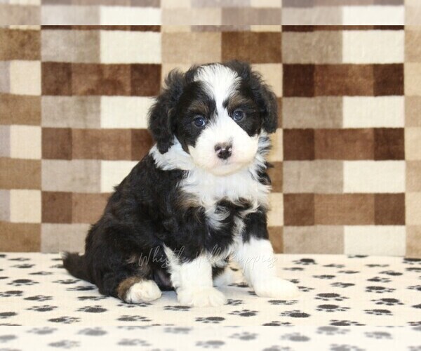 Medium Photo #1 Bernedoodle (Miniature) Puppy For Sale in DENVER, PA, USA